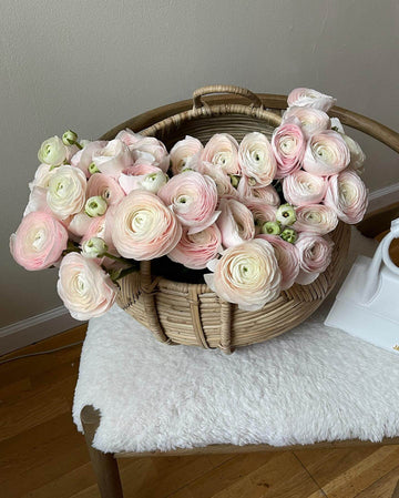 Ranunculus Romance