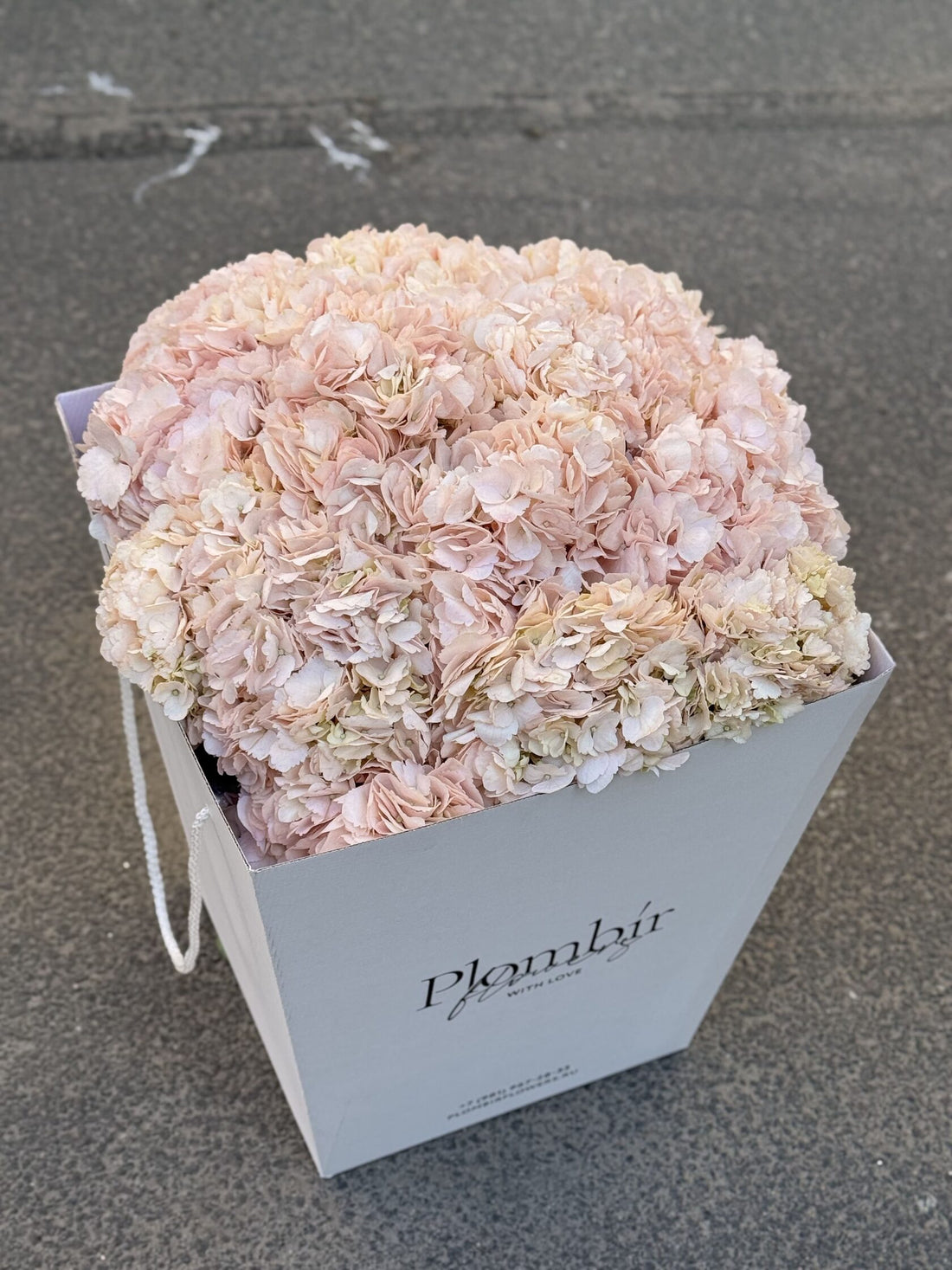 Dried Hydrangea Cloud